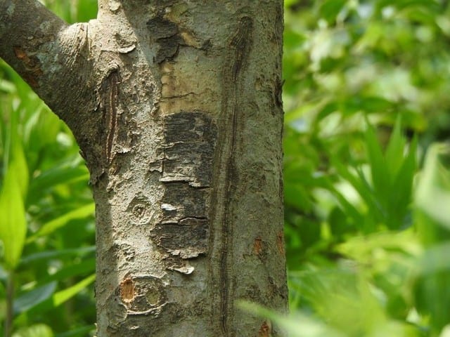 「シマトネリコ」カブトムシが集まる木の見分け方を画像で解説③