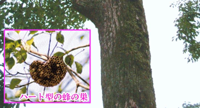 全国で一社しかない「恋木神社」のハート型の蜂の巣